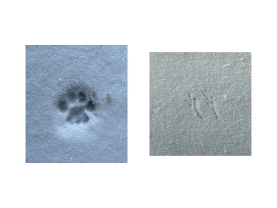 Snow Prints (Abbey and Bird)