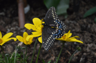 Woodland Butterfly